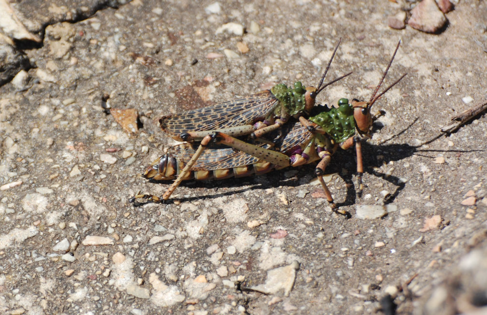 cavallette dal Sud Africa:  Phymateus leprosus